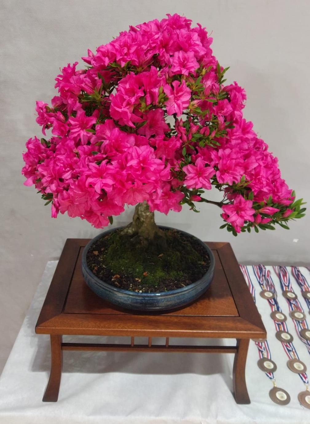 Bonsai